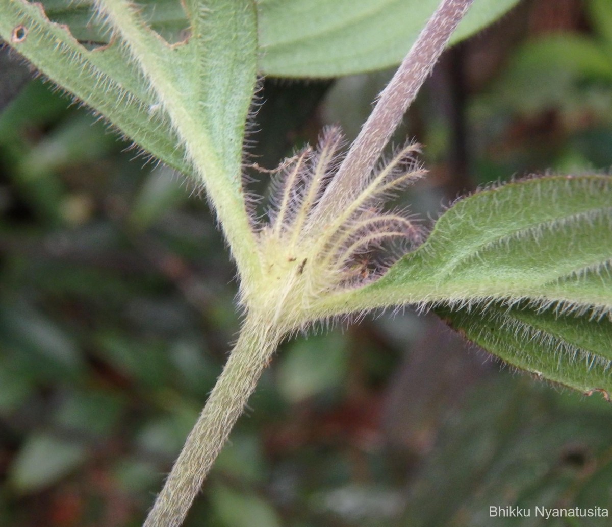 Hedyotis thwaitesii Hook.f.